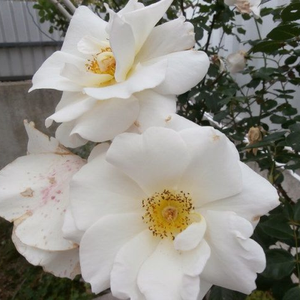 Alb sau alb mixt - trandafir pentru straturi Grandiflora - Floribunda